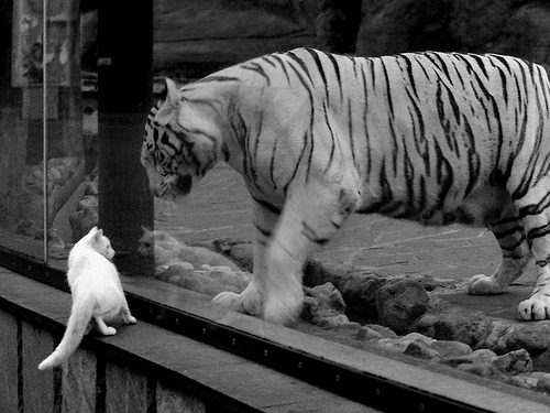 leyu乐鱼-中国男子排球队在亚洲杯中力克强敌晋级四强，中国男子排球队队员名单