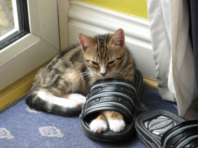 Leyu Sport下载-双塔阵容在现代篮球中的新生思路，双塔组合拿过什么冠军