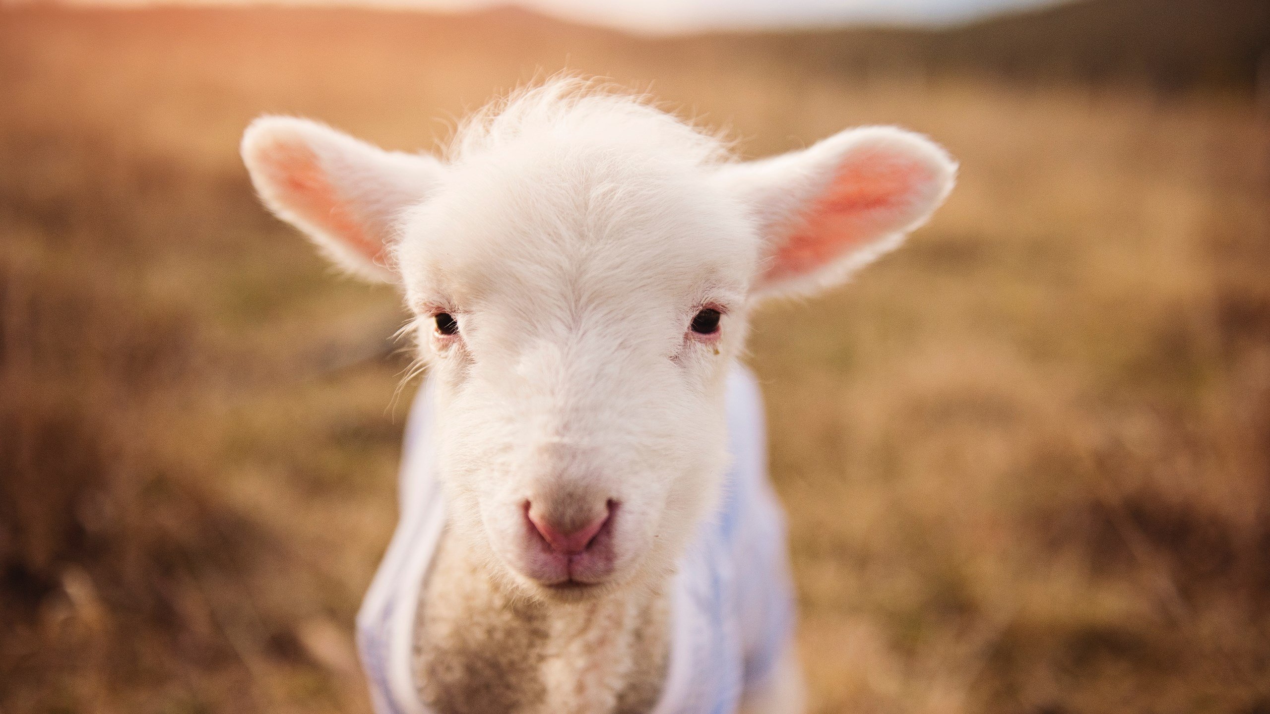 乐鱼体育APP官方下载-技术对比：澳洲出发反应快于中方，澳洲问题