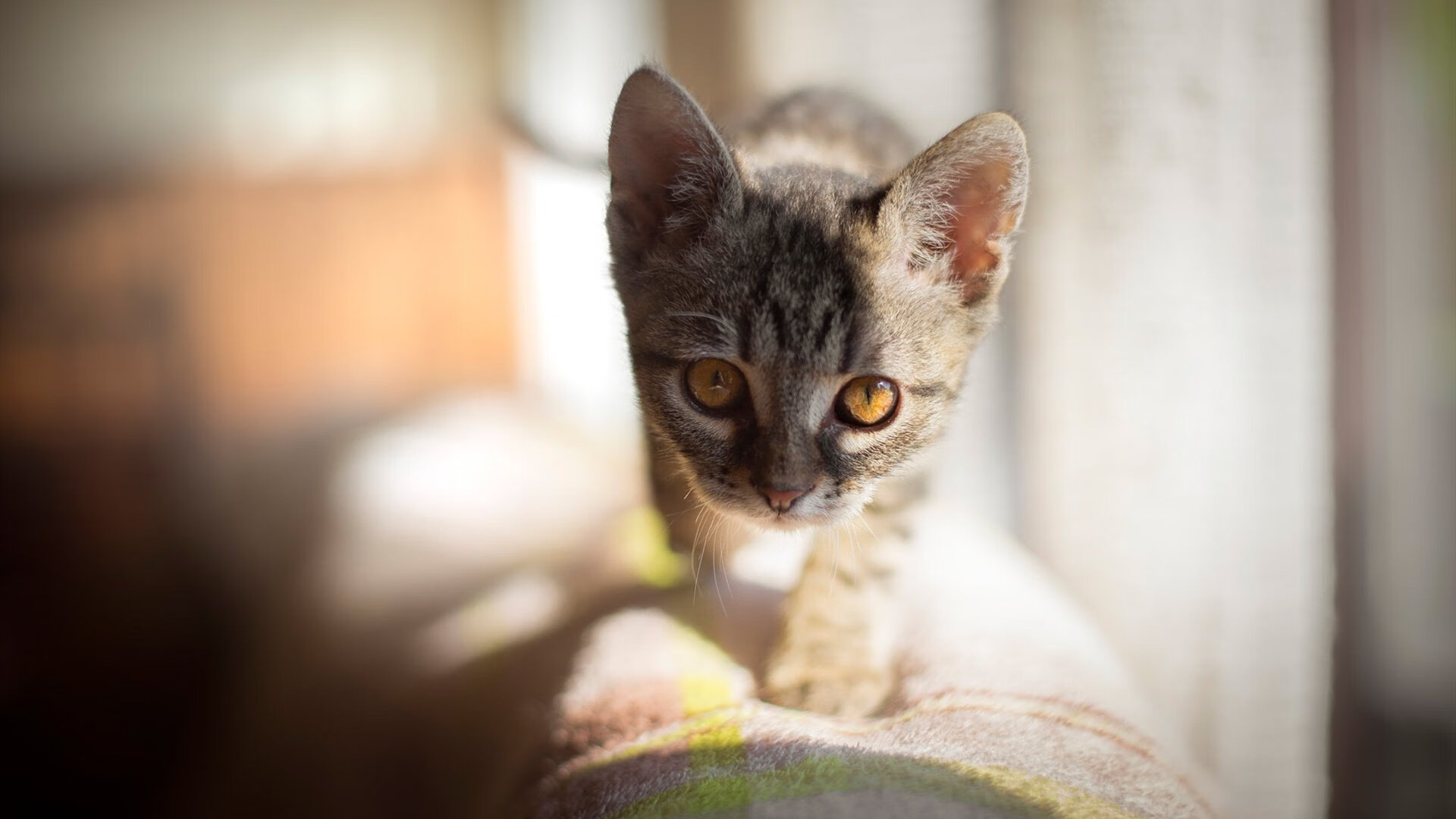 leyu乐鱼官网登录入口-法兰克福连续抢断提升反击效率，法兰克福专区