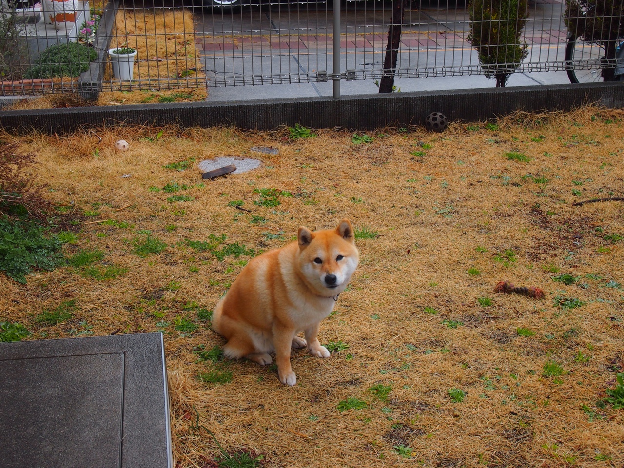 澳大利亚队在国际乒联混合团体世界杯中的亮眼表现值得肯定，澳大利亚乒乓国家队