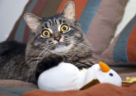 乐鱼（中国）体育官方网站-田径选手试水跨项挑战拓宽发展路径，田径项目突破