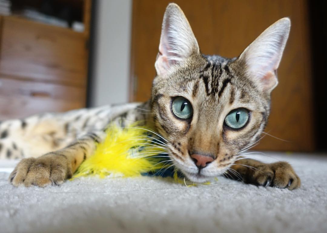 leyu乐鱼官网登录入口-足球教练专业学历体系尚未建立，想当足球教练员大学选什么专业