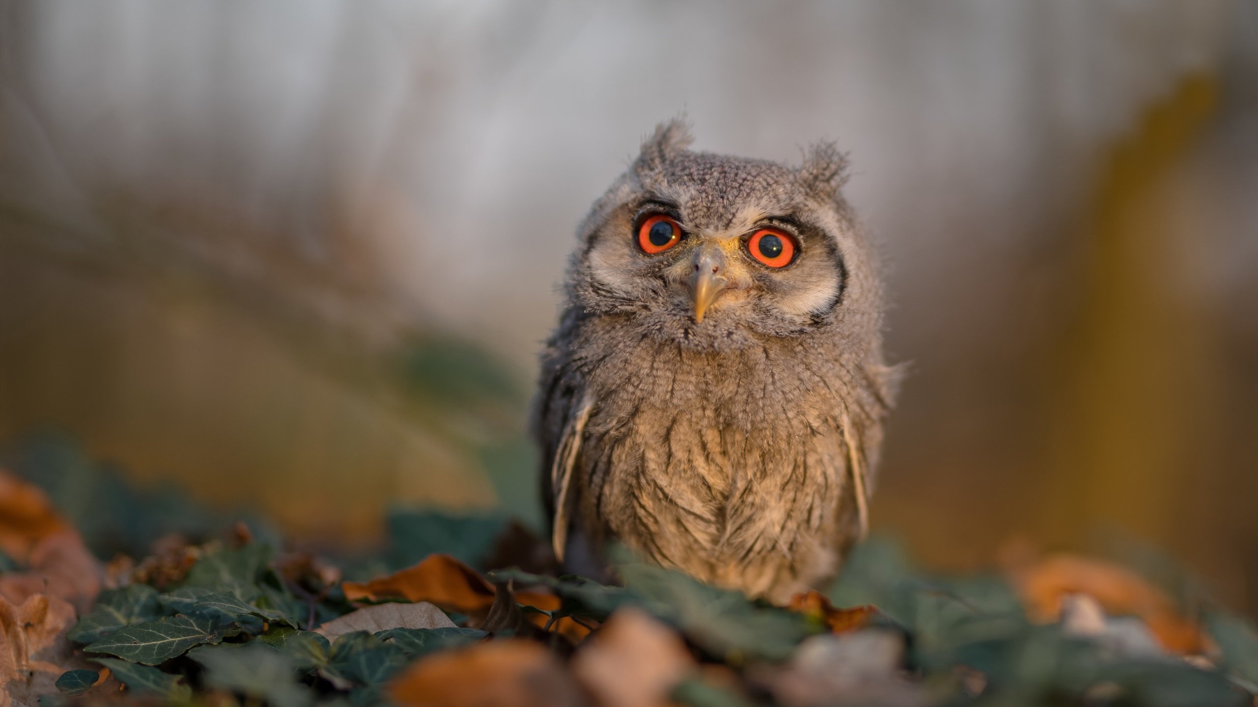 CBA增强球队与球迷互动提升关注度,cba球队之间的关系