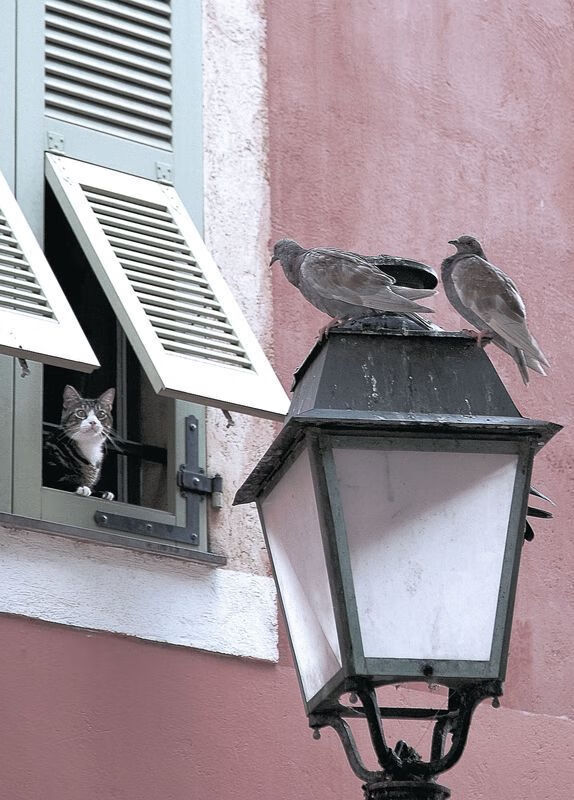 “南非羚羊队的防线之王:埃尔斯·霍斯特的崛起”