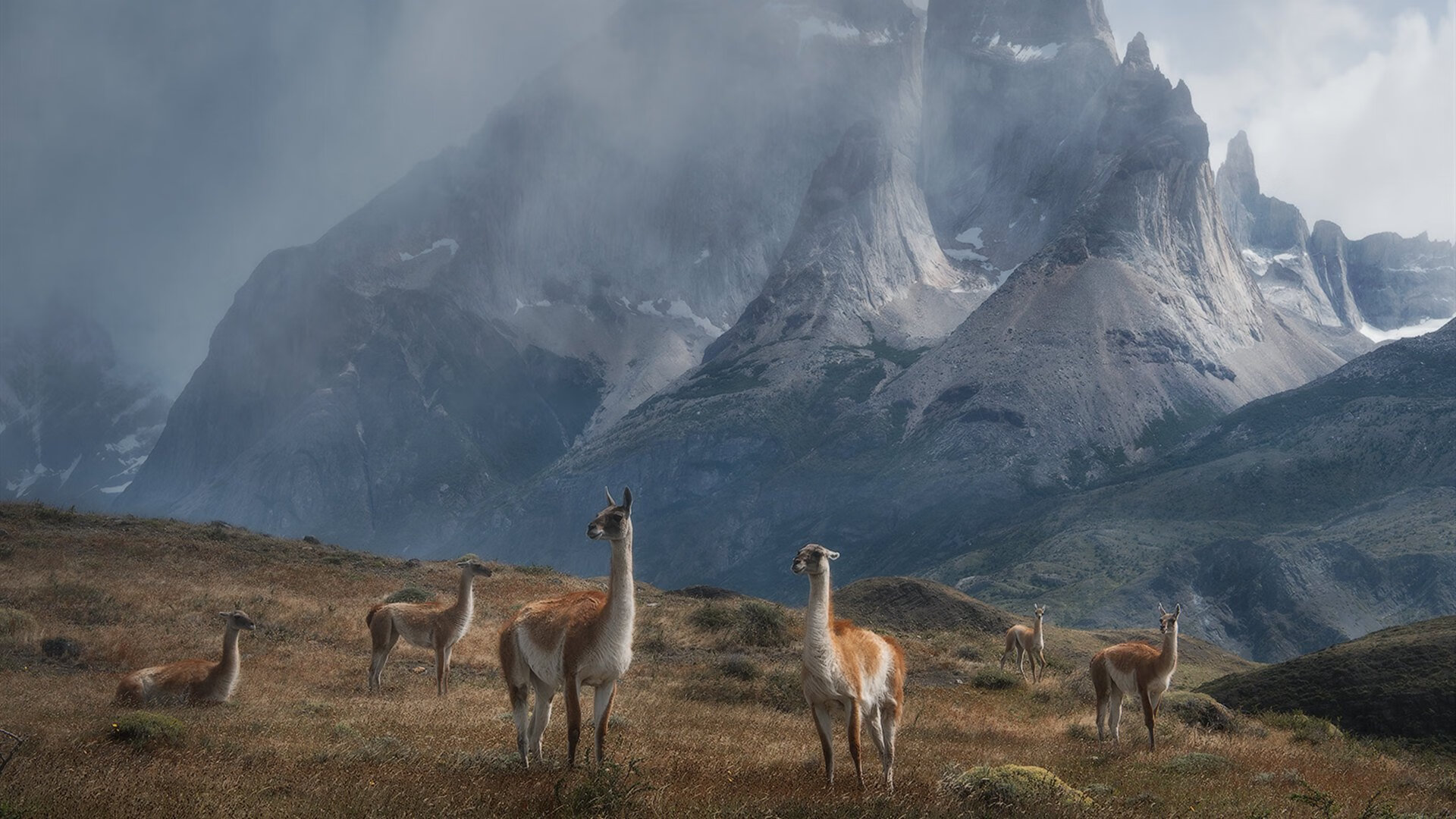 “美洲狮队再度登顶，阿根廷橄榄球未来光明”