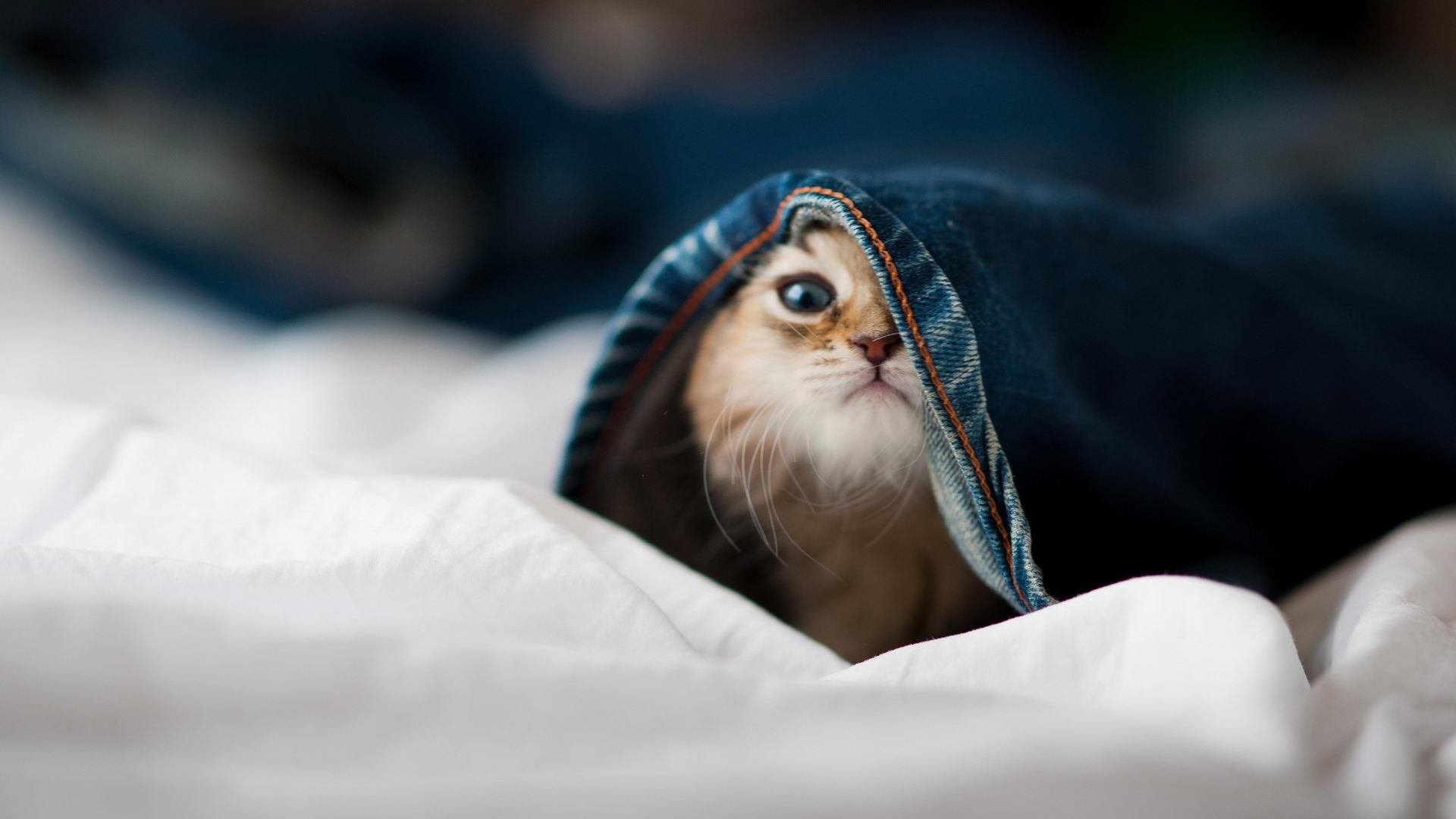 国家队教练强调三分线外投篮稳定性提升战略，三分线外投篮 落地脚在三分线内