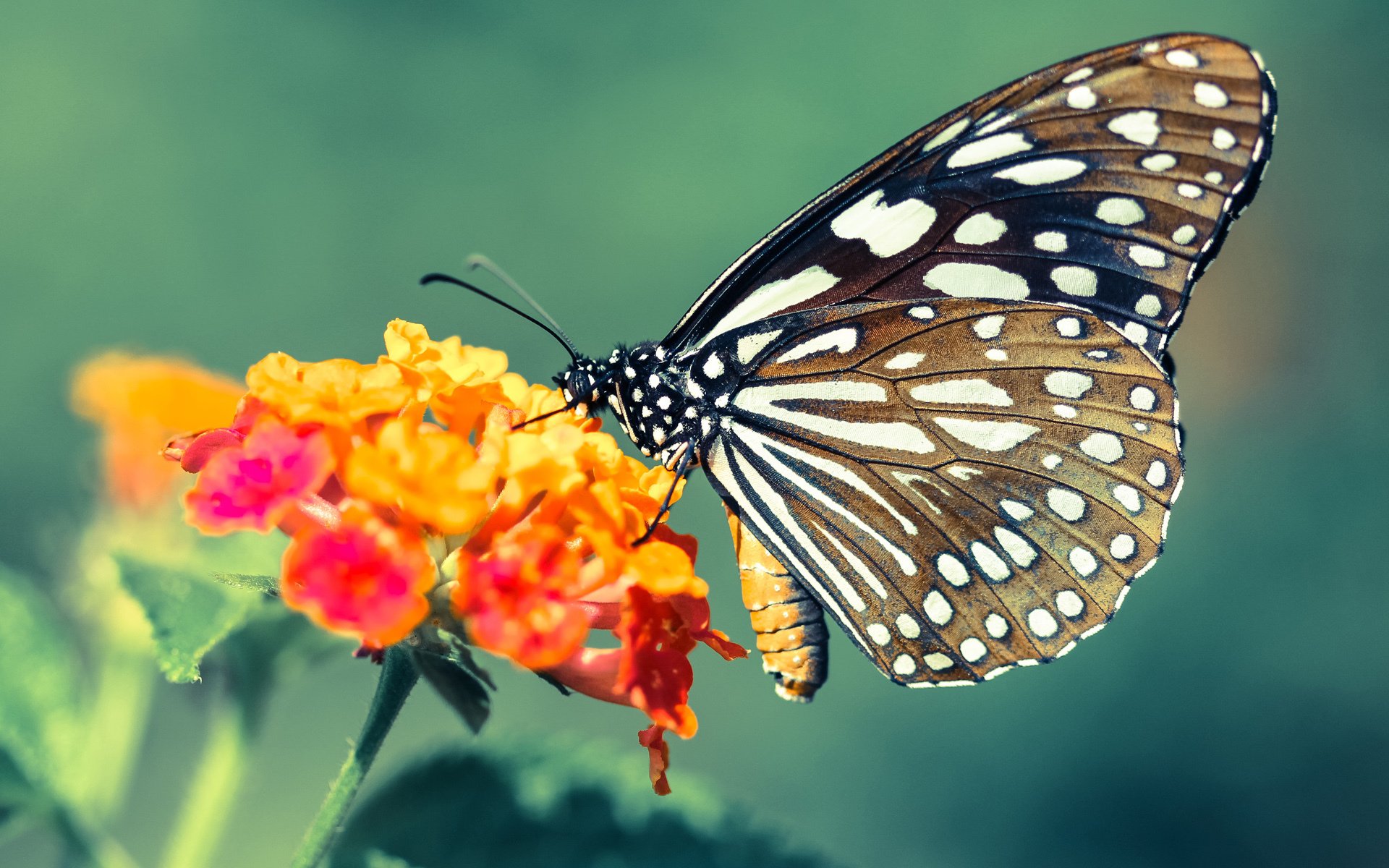 多平台推行足球文化微电影，弘扬体育精神，足球专题片