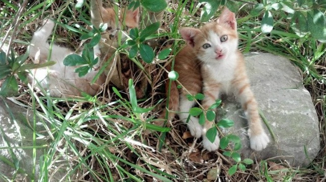 奥康纳带领袋鼠队突破传统打法,战术风格日益成熟,奥世康袋鼠精