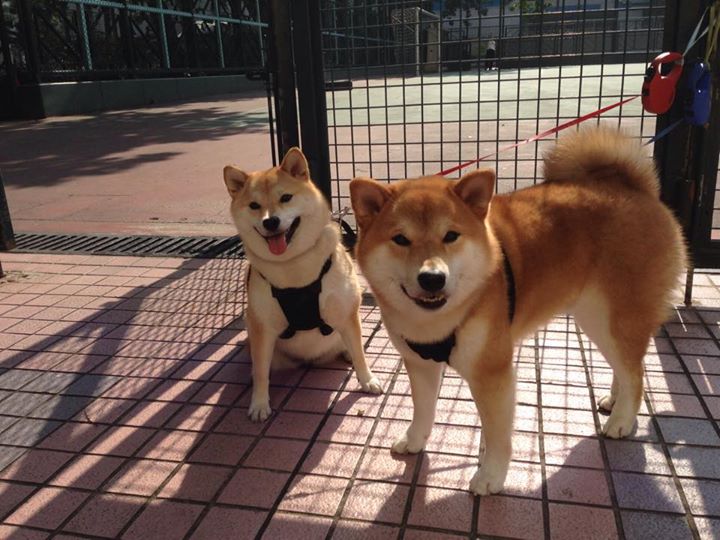 张雨霏突破蝶泳极限速度,张雨霏4x200米蝶泳