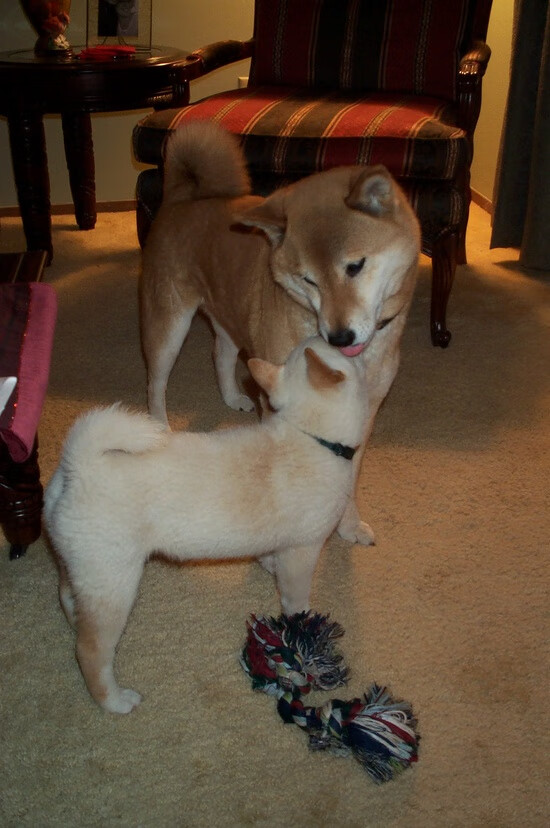 乐鱼（中国）体育官方网站-朝鲜水球战术灵活多变，朝鲜篮球