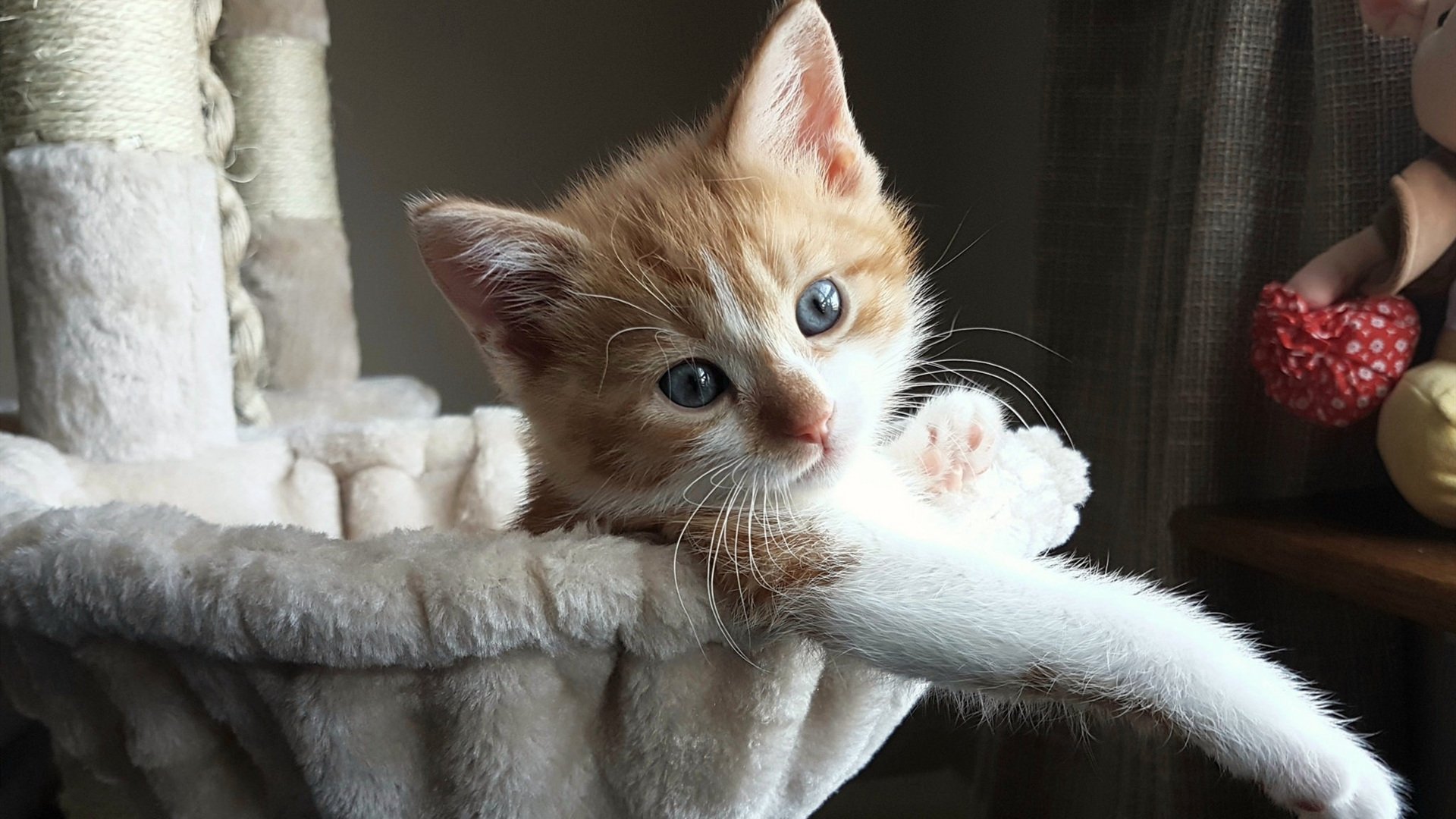 步行者全队保持健康阵容完整性强,步行者什么