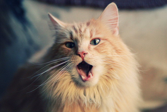 乐鱼体育平台官网-澳大利亚橄榄球的全球化战略铺开，赛事影响力扩展，澳大利亚全国橄榄球联赛