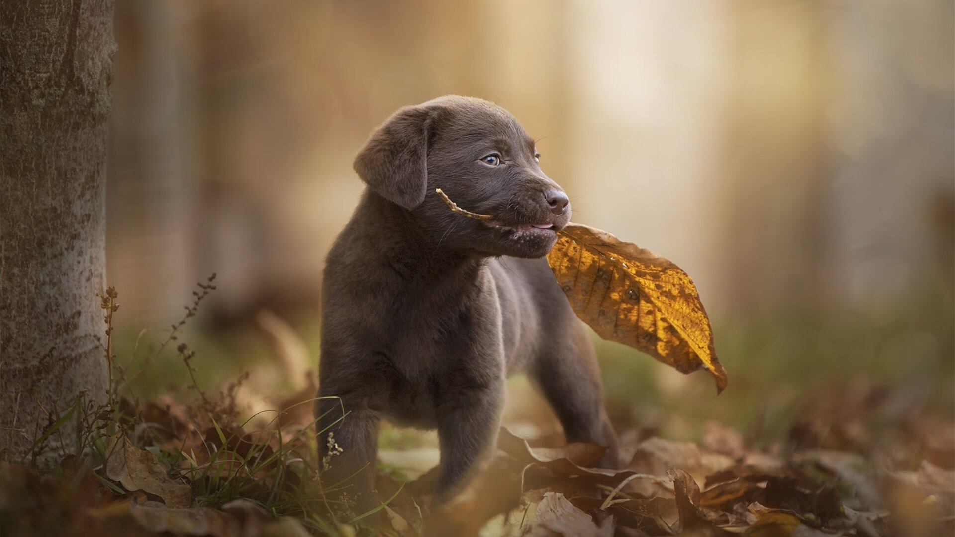 西甲精彩瞬间：突破、助攻、救球不停歇！，西甲 助攻榜